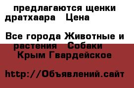 предлагаются щенки дратхаара › Цена ­ 20 000 - Все города Животные и растения » Собаки   . Крым,Гвардейское